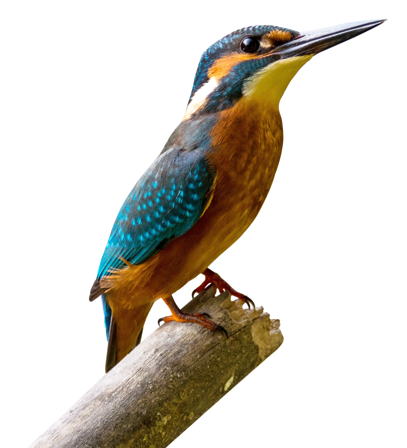 Bird's